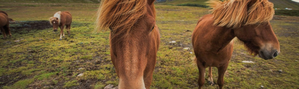 THE ICELANDIC HORSES